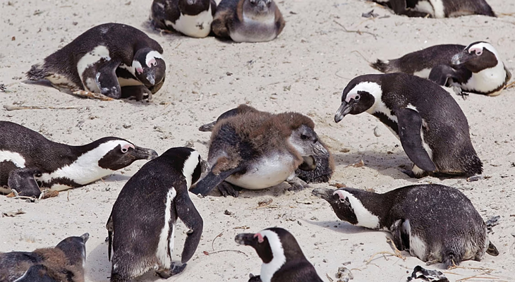 Aajkaal Daily (Desh Pardesh Ni Aajkaal)