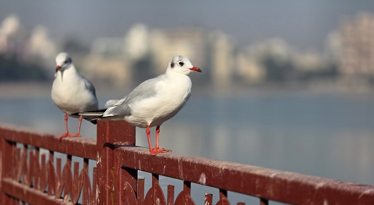 Aajkaal Daily (Desh Pardesh Ni Aajkaal)