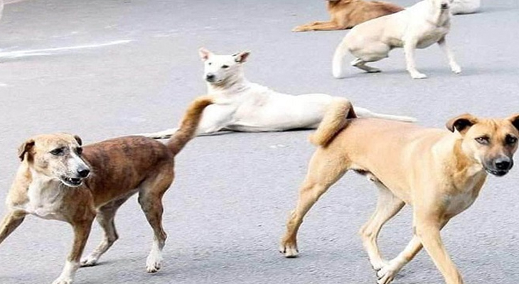 Aajkaal Daily (Desh Pardesh Ni Aajkaal)