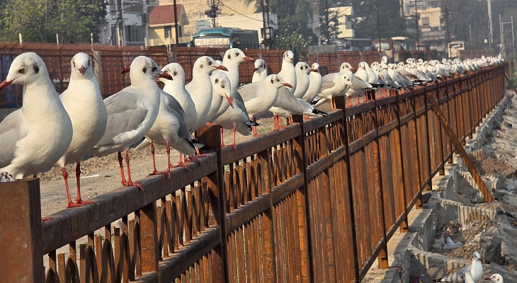 Aajkaal Daily (Desh Pardesh Ni Aajkaal)