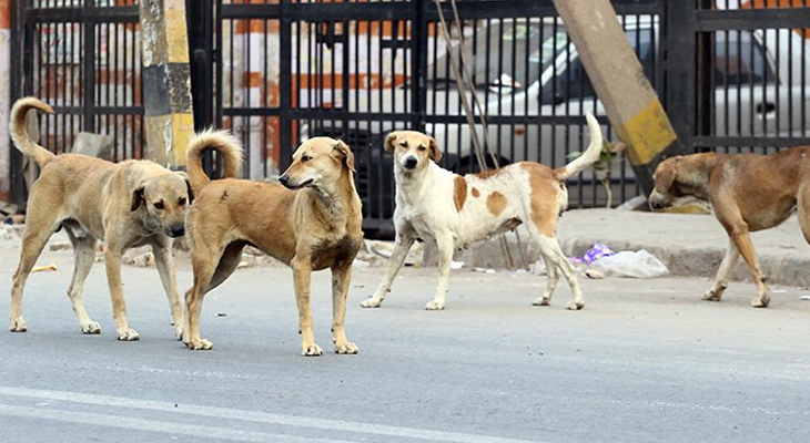 Aajkaal Daily (Desh Pardesh Ni Aajkaal)