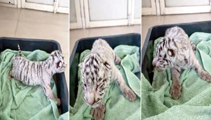 Aajkaal Daily (Desh Pardesh Ni Aajkaal)