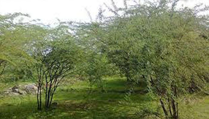 Aajkaal Daily (Desh Pardesh Ni Aajkaal)