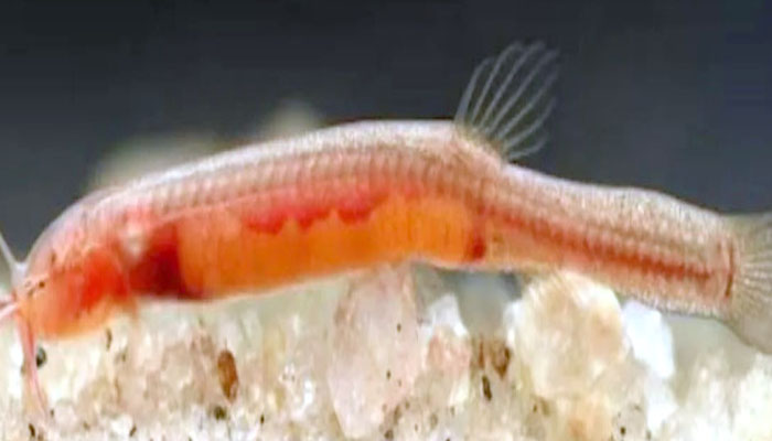 Aajkaal Daily (Desh Pardesh Ni Aajkaal)