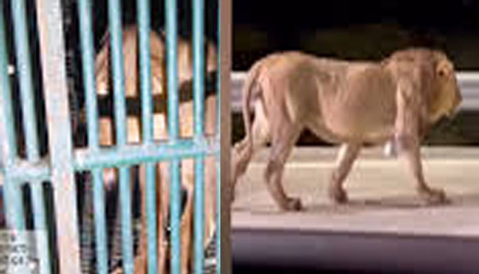 Aajkaal Daily (Desh Pardesh Ni Aajkaal)