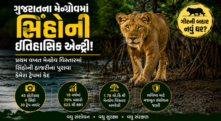 અમરેલીના મેન્ગ્રોવ જંગલોમાં સિંહોની હાજરી નોંધાઈ