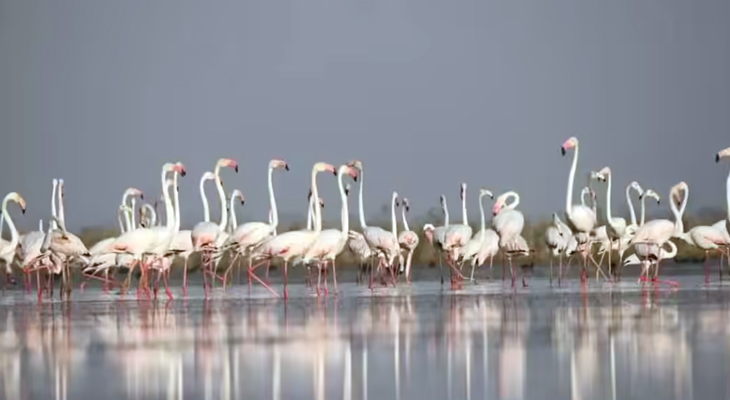 Aajkaal Daily (Desh Pardesh Ni Aajkaal)