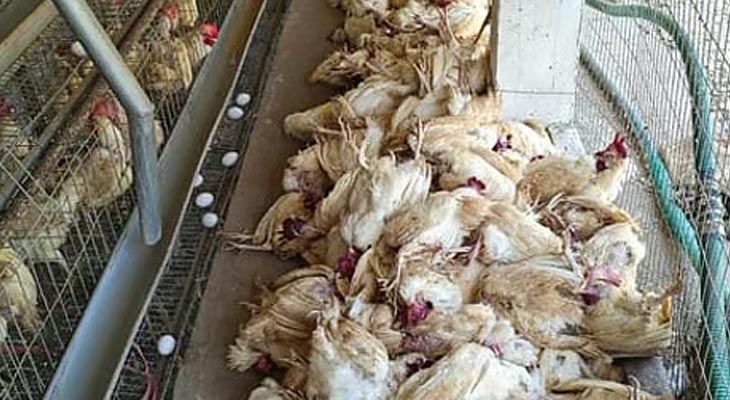 Aajkaal Daily (Desh Pardesh Ni Aajkaal)