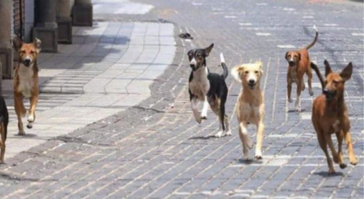 Aajkaal Daily (Desh Pardesh Ni Aajkaal)