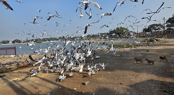 Aajkaal Daily (Desh Pardesh Ni Aajkaal)